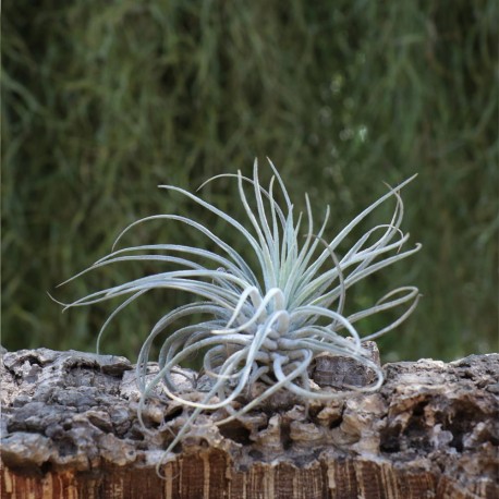T. oaxacana