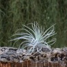 T. oaxacana