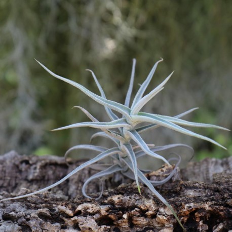 T. palacea