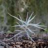 T. palacea