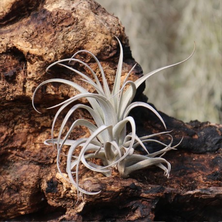 T, recurvifolia