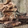 T. schiedeana