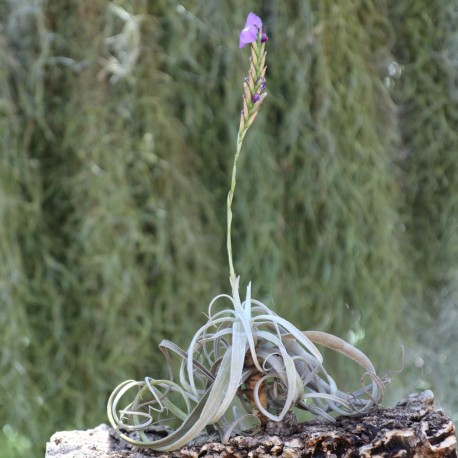 T. streptocarpa