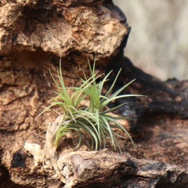 Tillandsia tenuifolia