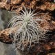 T. tectorum
