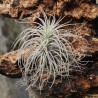 T. tectorum