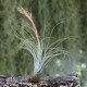 T. juncea