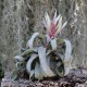 T. streptophylla