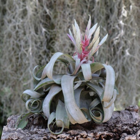 T. streptophylla