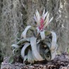 T. streptophylla