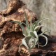 T. streptophylla