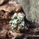 T. streptophylla