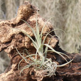 T. straminea