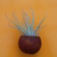 Couroupita con calamita e tillandsia oaxacana  regular