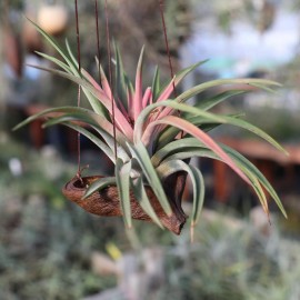 Camoruco da appendere con tillandsia large