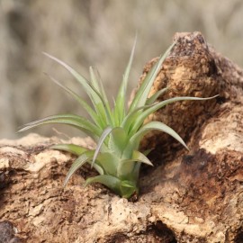 Tillandsia brachycaulos  var. multiflora