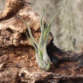 T. caput medusae