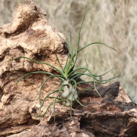 T. bulbosa
