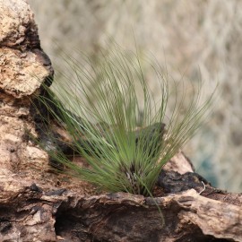 T. filifolia
