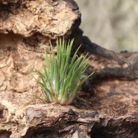 T. ionantha ionantha