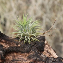 T. rubra