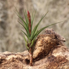 Tillandsia Tricolor var. melanocrater