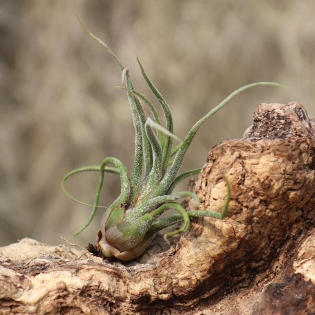 T. pruinosa