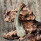 T. Seleriana