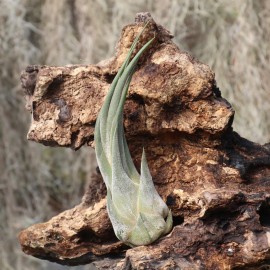 Tillandsia Seleriana