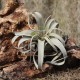 T. xerographica