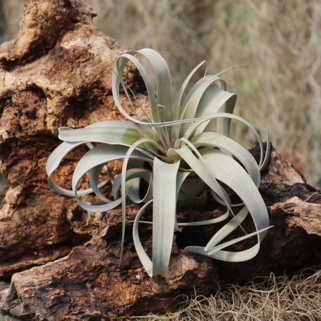 T. xerographica