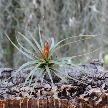 T. concolor