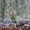 T. concolor