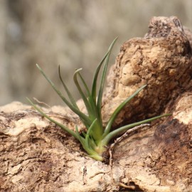 Tillandsia albertiana