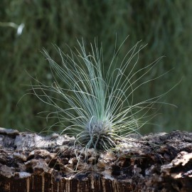 Tillandsia argentea