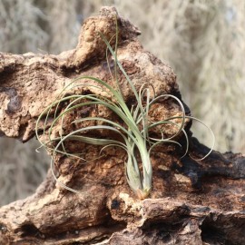Tillandsia balbisiana