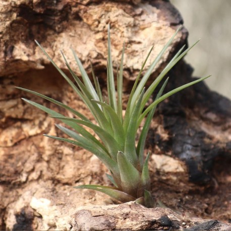 T. fasciculata