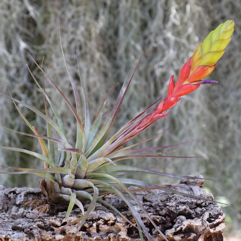 Tillandsia fasciculata - Tillandsie