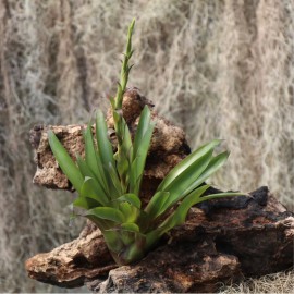 Tillandsia guatemalensis