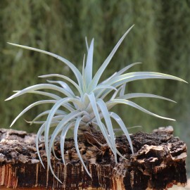 Tillandsia harrisii