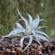 T. harrisii