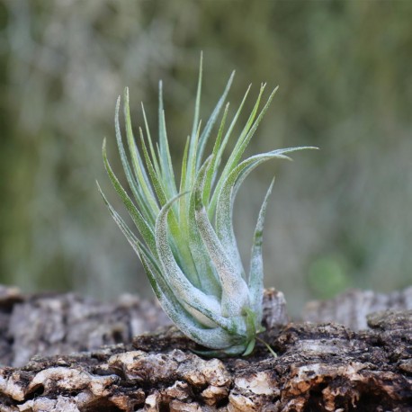 T. ionantha var. scaposa