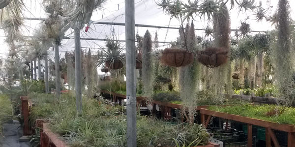 La serra della tillandsia roma